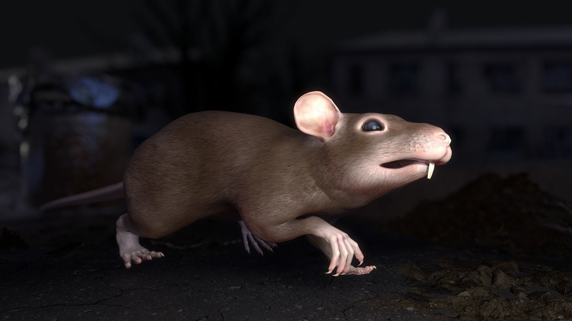 Common Rats Low-poly 3D model_17
