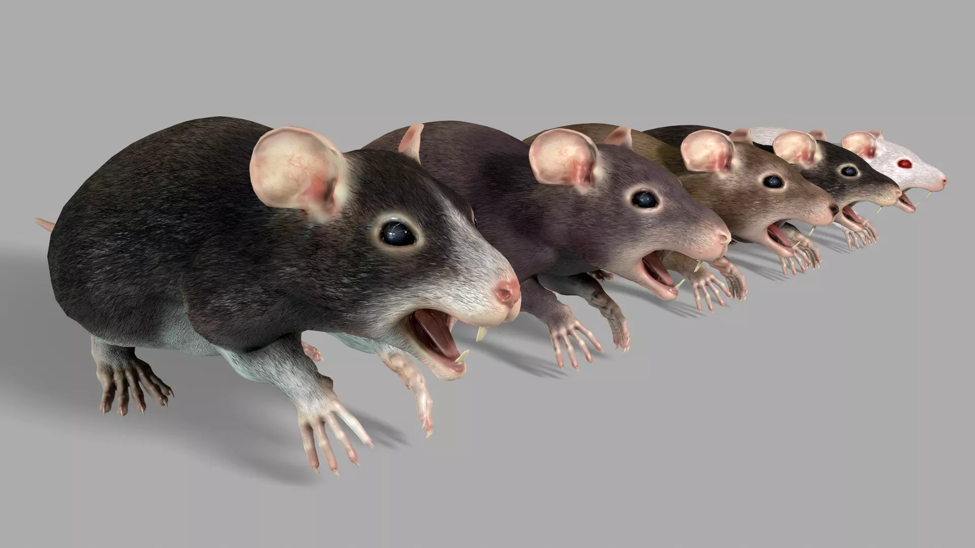 Common Rats Low-poly 3D model_0