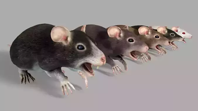 Common Rats Low-poly 3D model