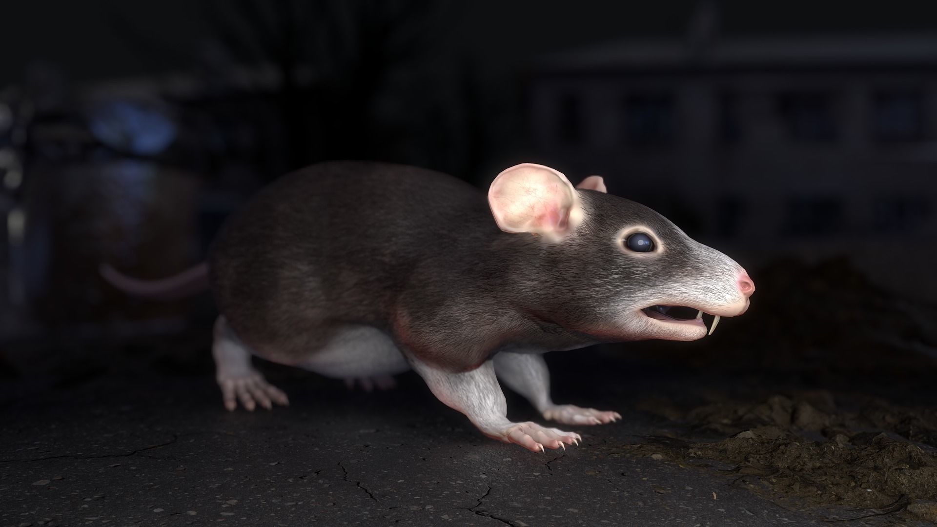 Common Rats Low-poly 3D model_25