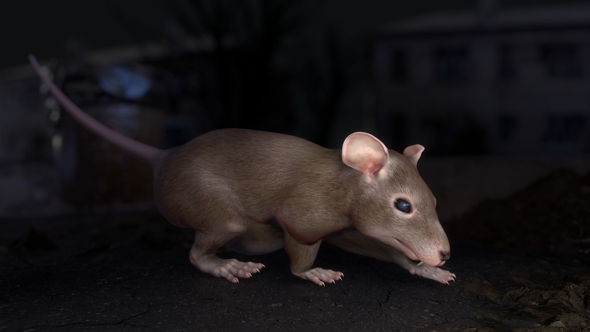 Common Rats Low-poly 3D model_33