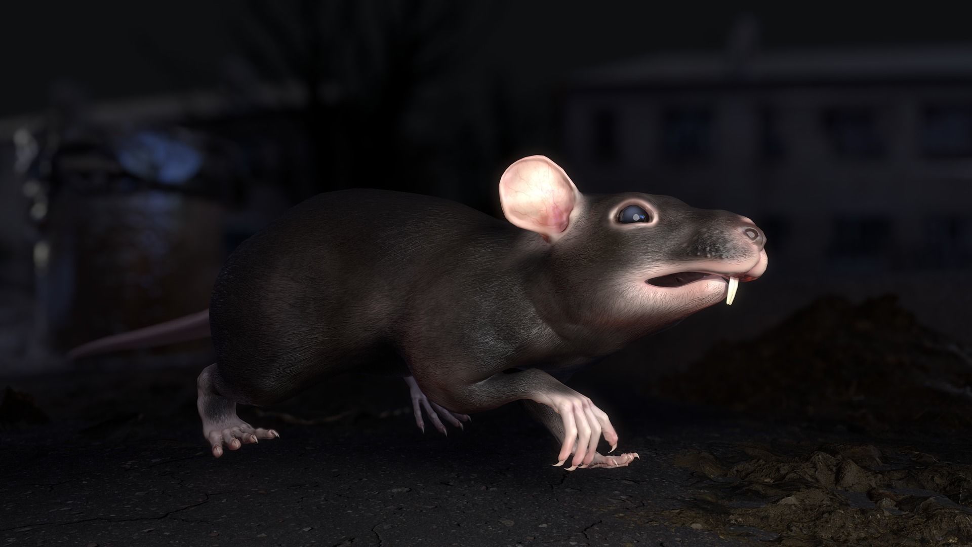 Common Rats Low-poly 3D model_16