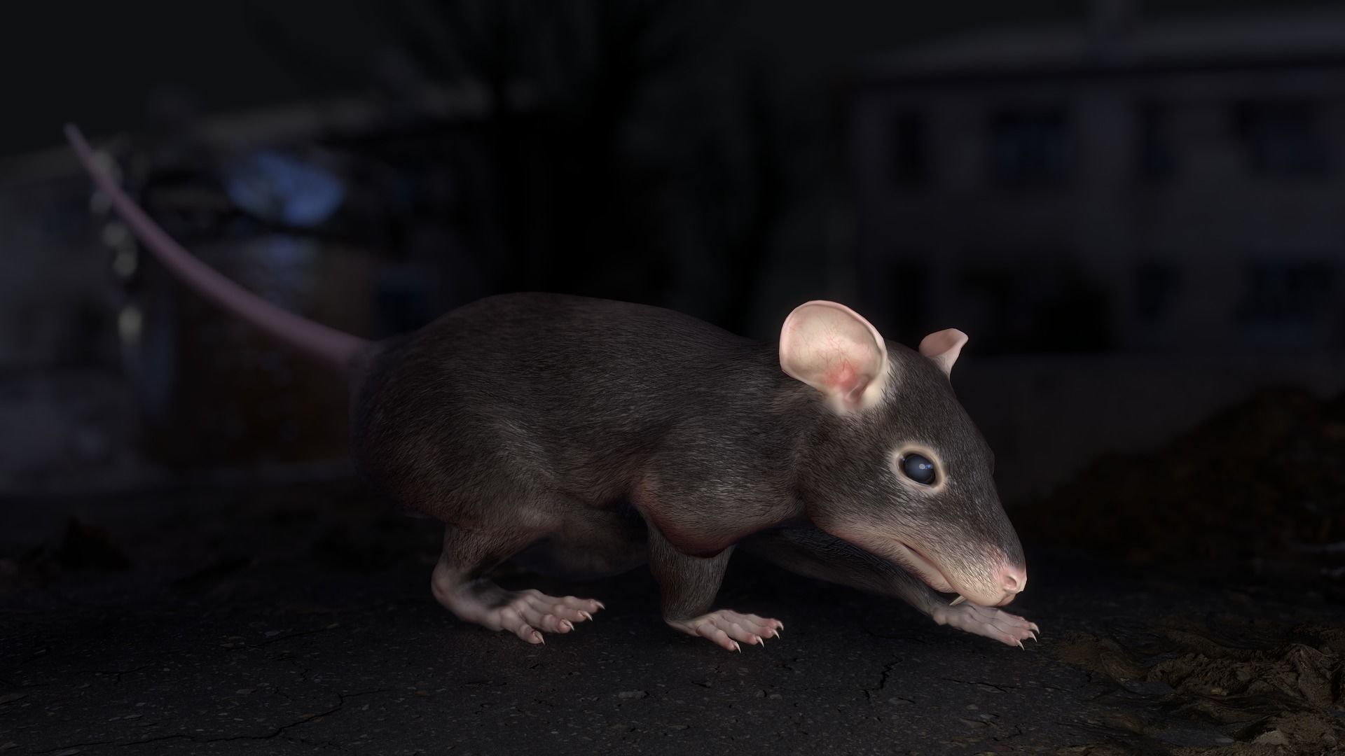 Common Rats Low-poly 3D model_32