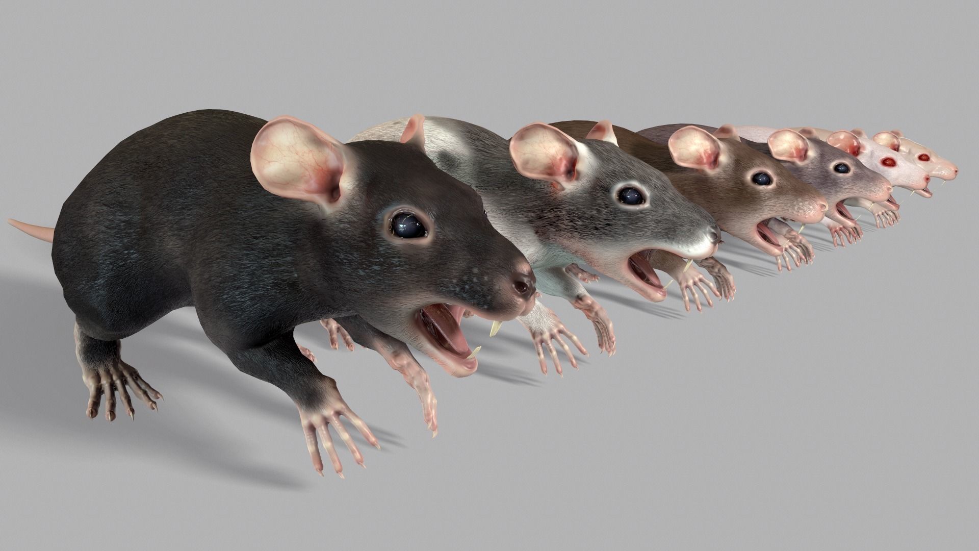 Common Rats Low-poly 3D model_3