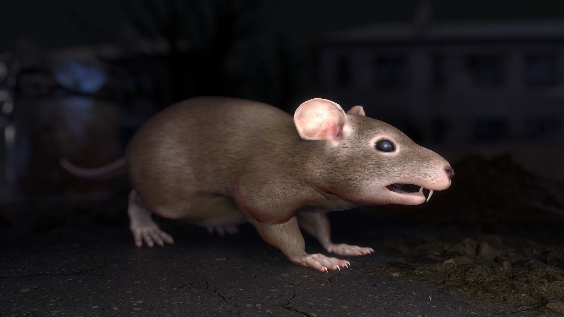 Common Rats Low-poly 3D model_22