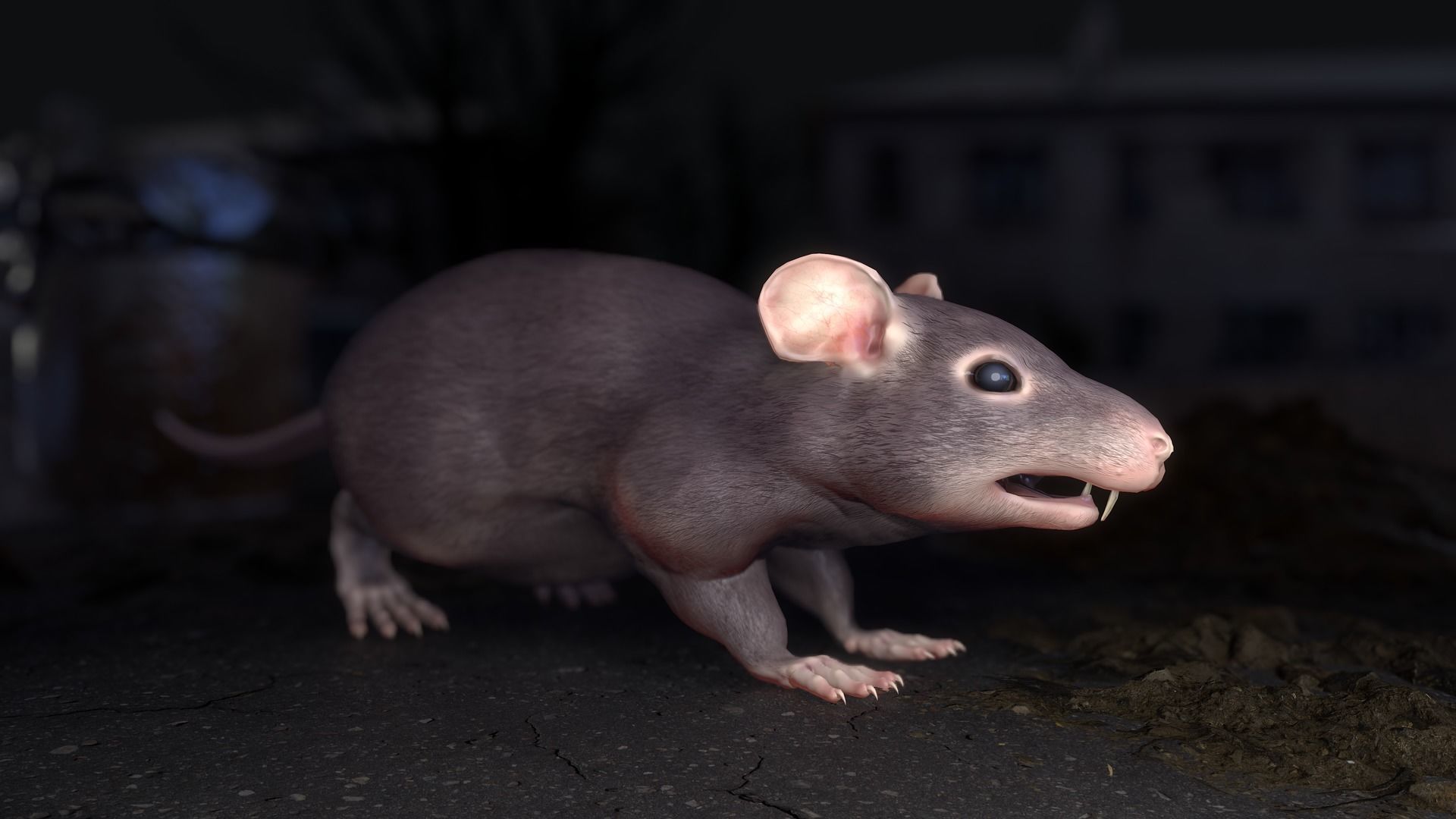 Common Rats Low-poly 3D model_24
