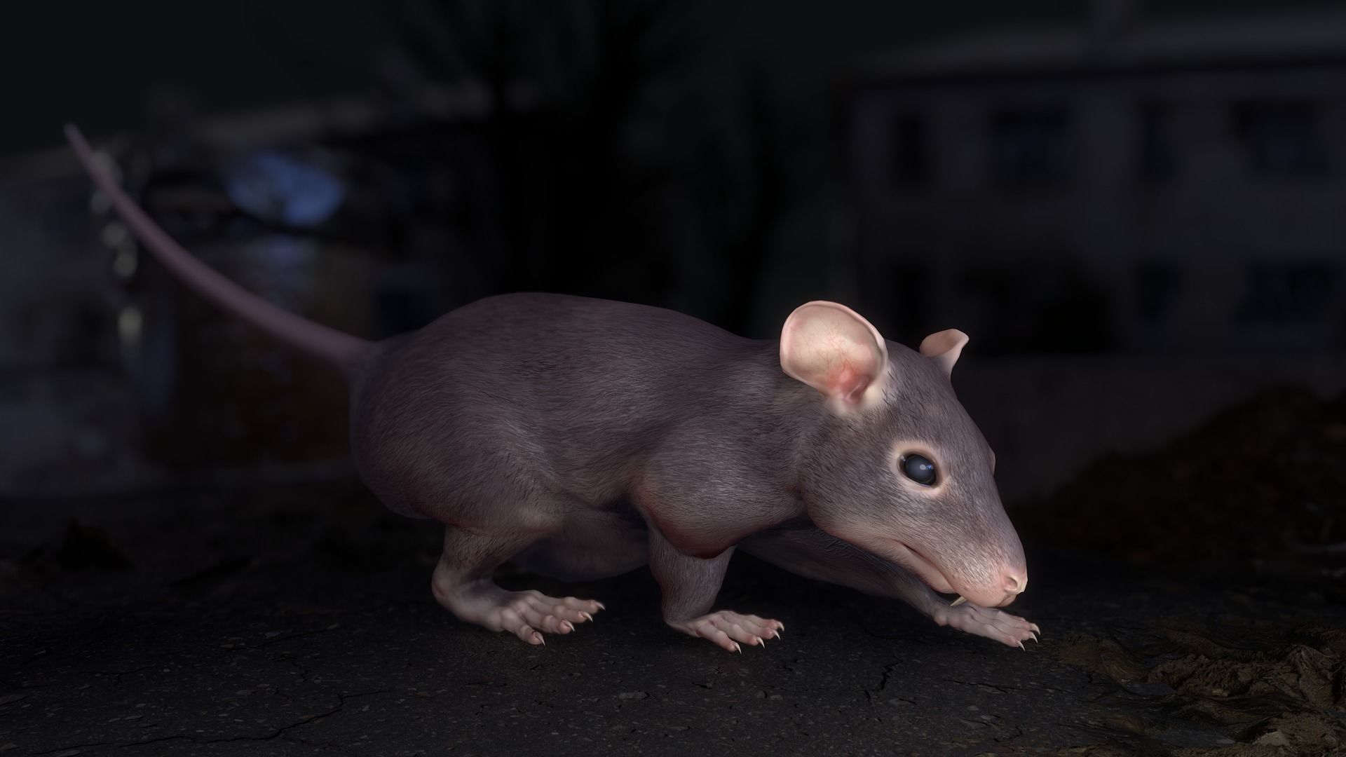 Common Rats Low-poly 3D model_34