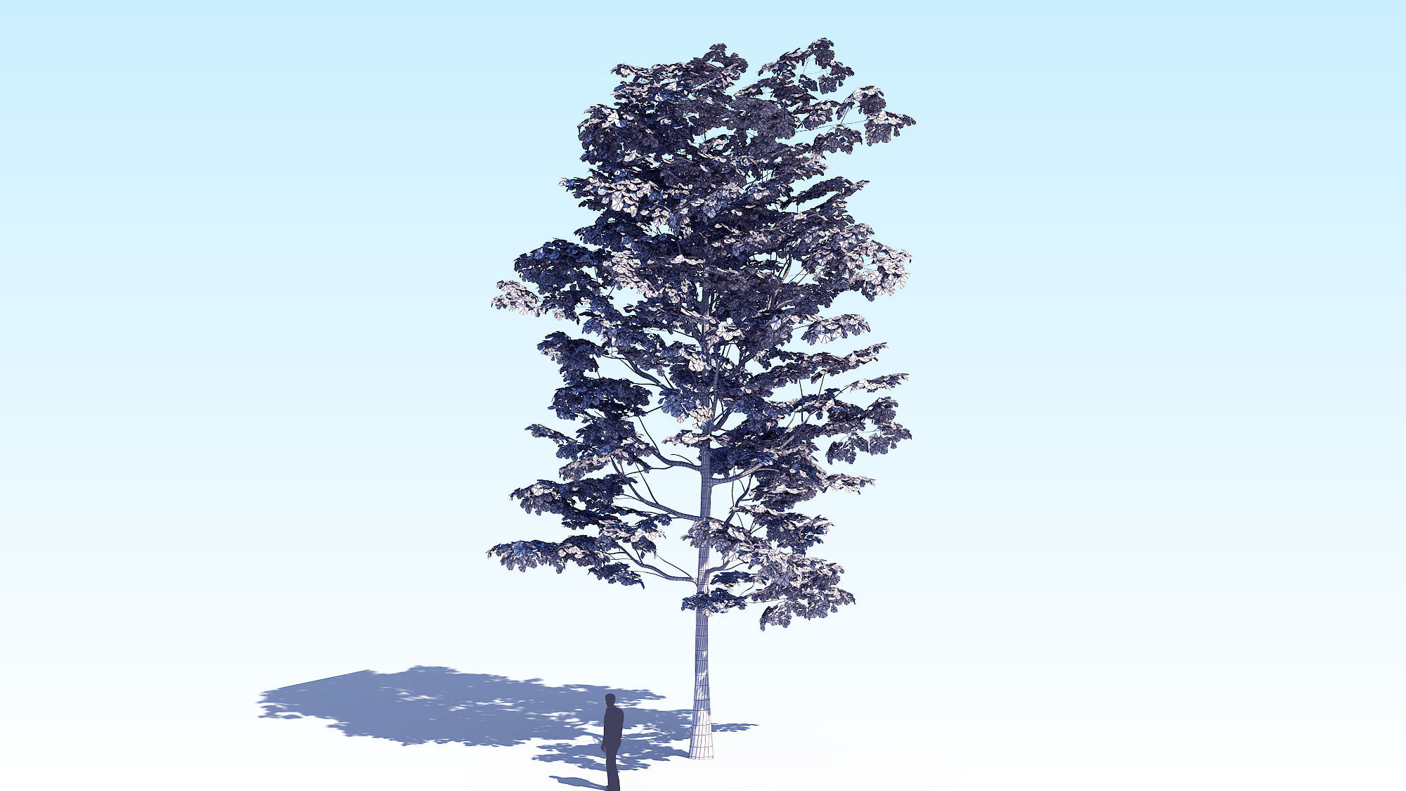 Maple Acer Tree 08 ArchViz 3D model_16