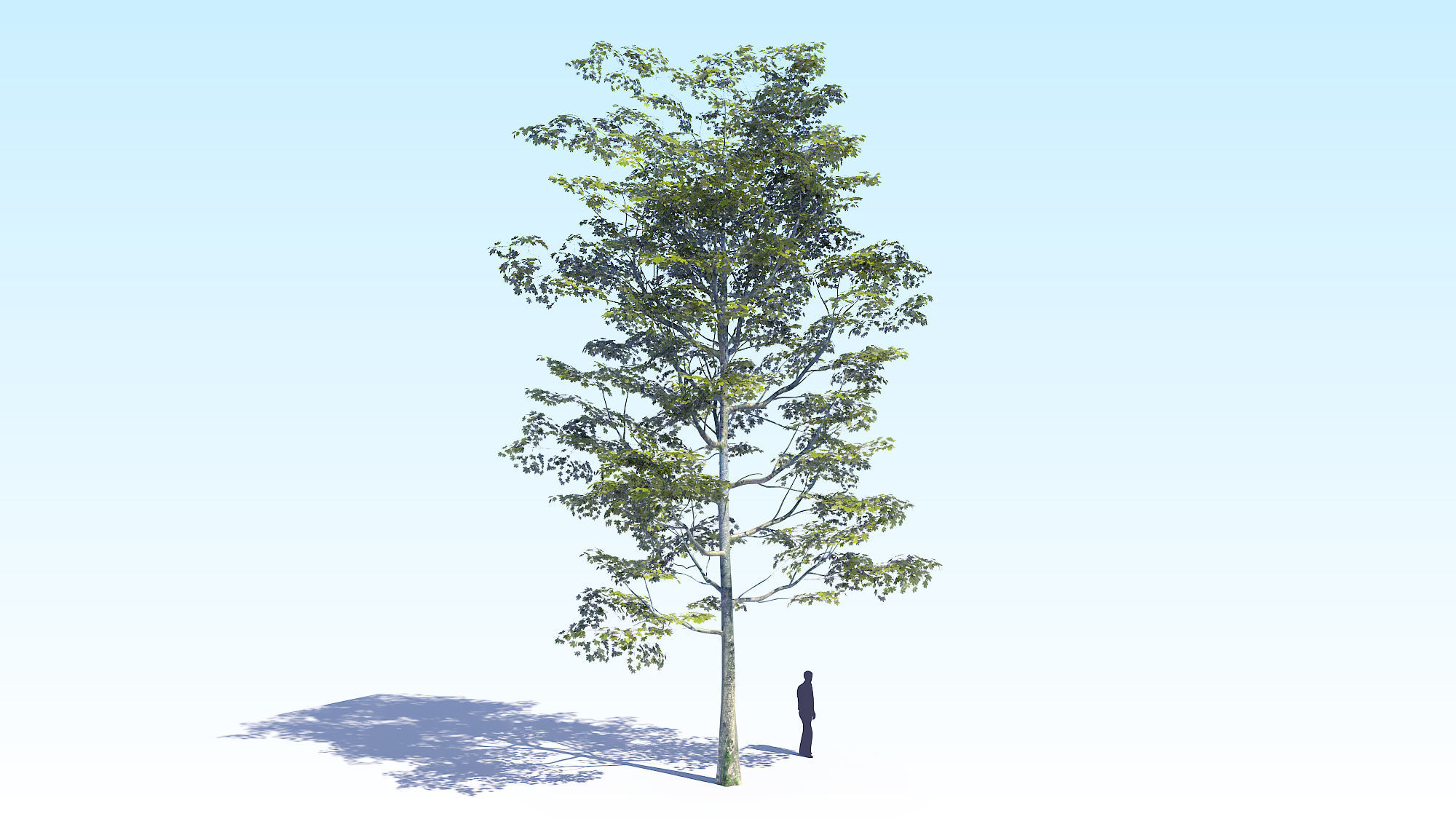 Maple Acer Tree 08 ArchViz 3D model_8