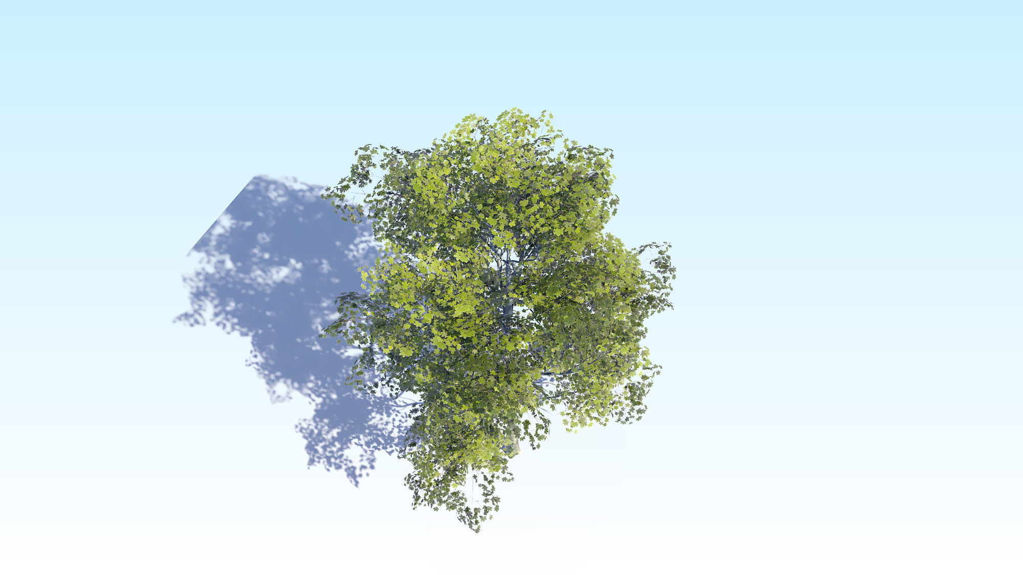 Maple Acer Tree 08 ArchViz 3D model_13