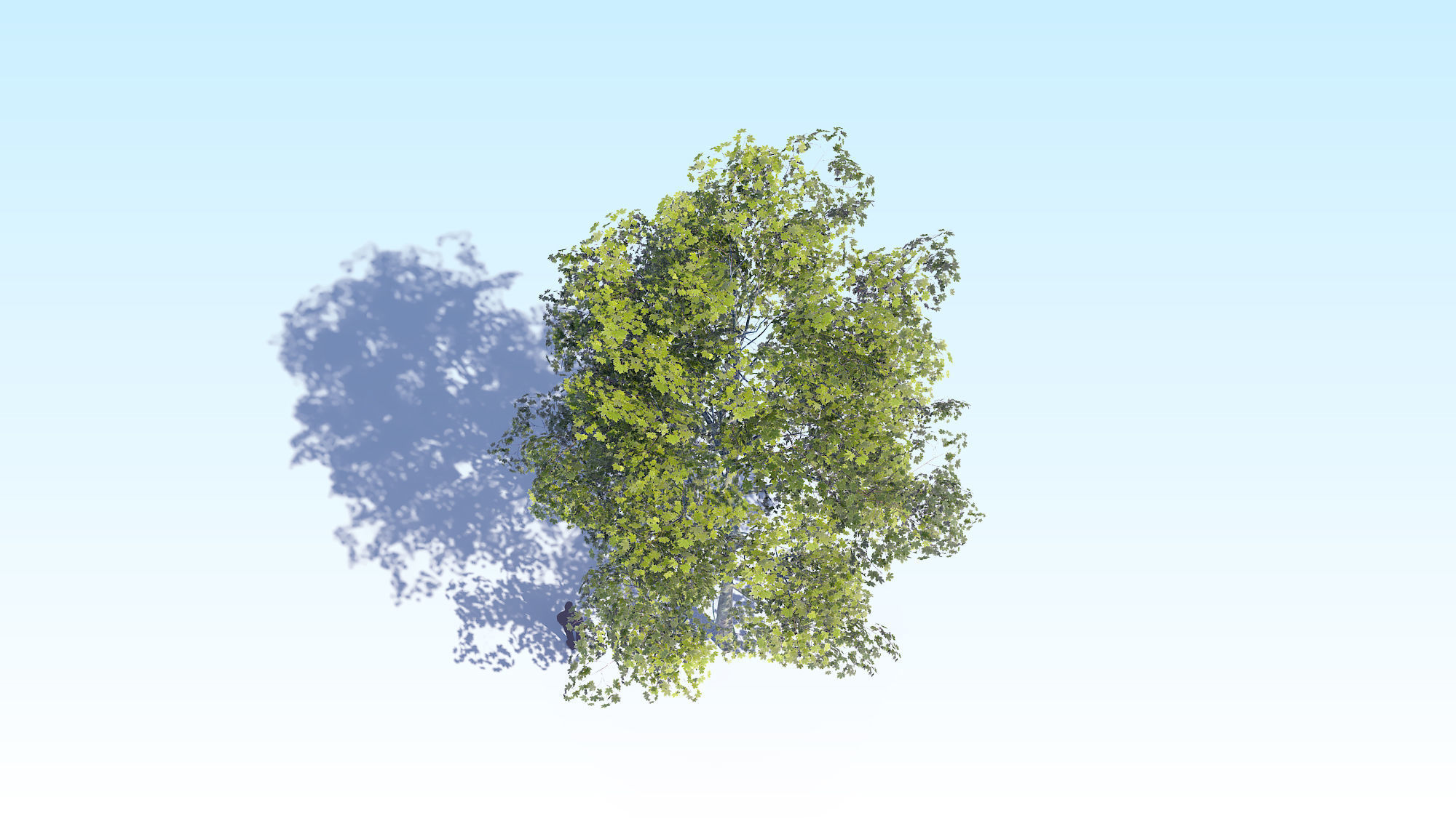 Maple Acer Tree 08 ArchViz 3D model_2