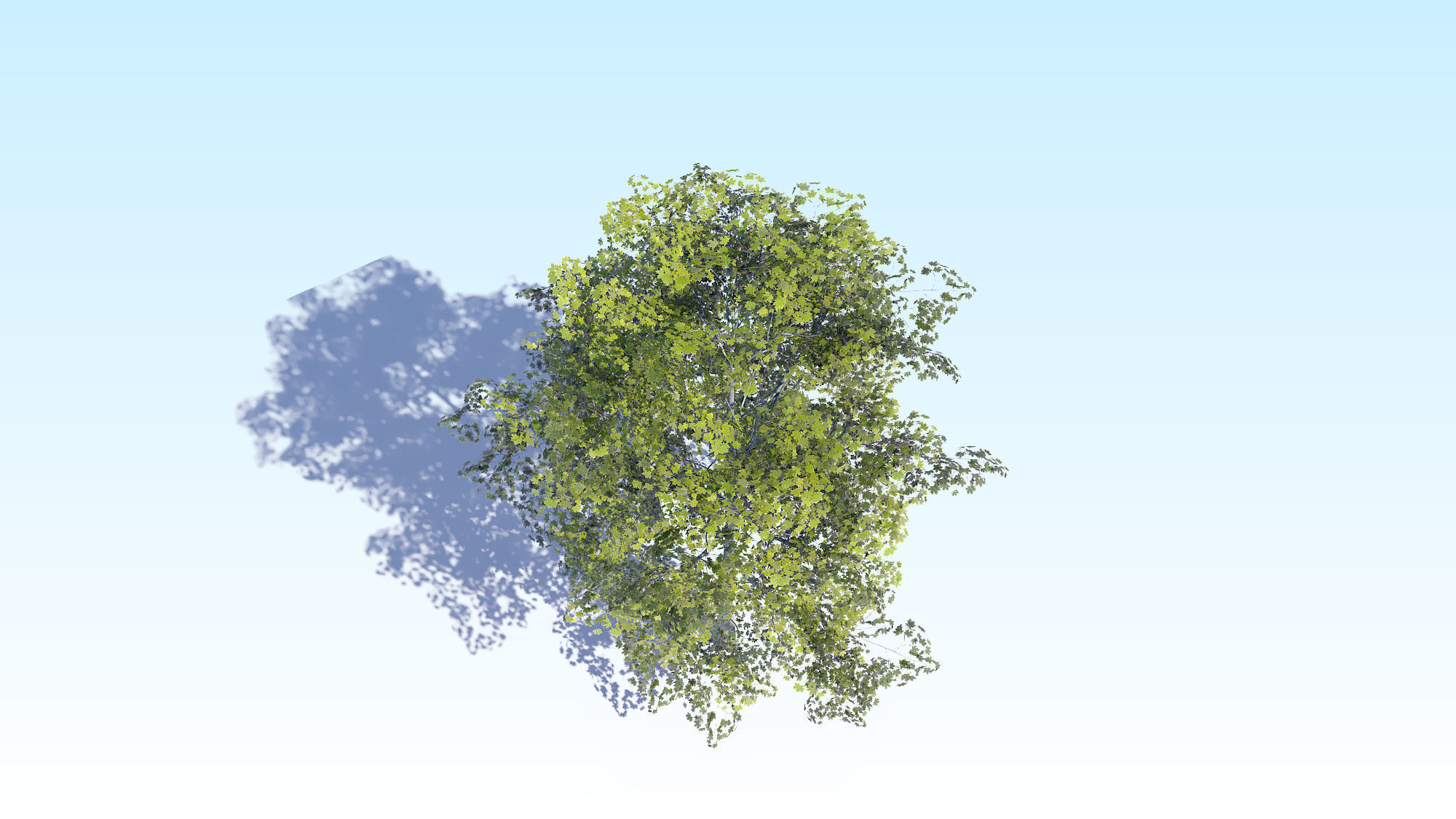 Maple Acer Tree 08 ArchViz 3D model_12