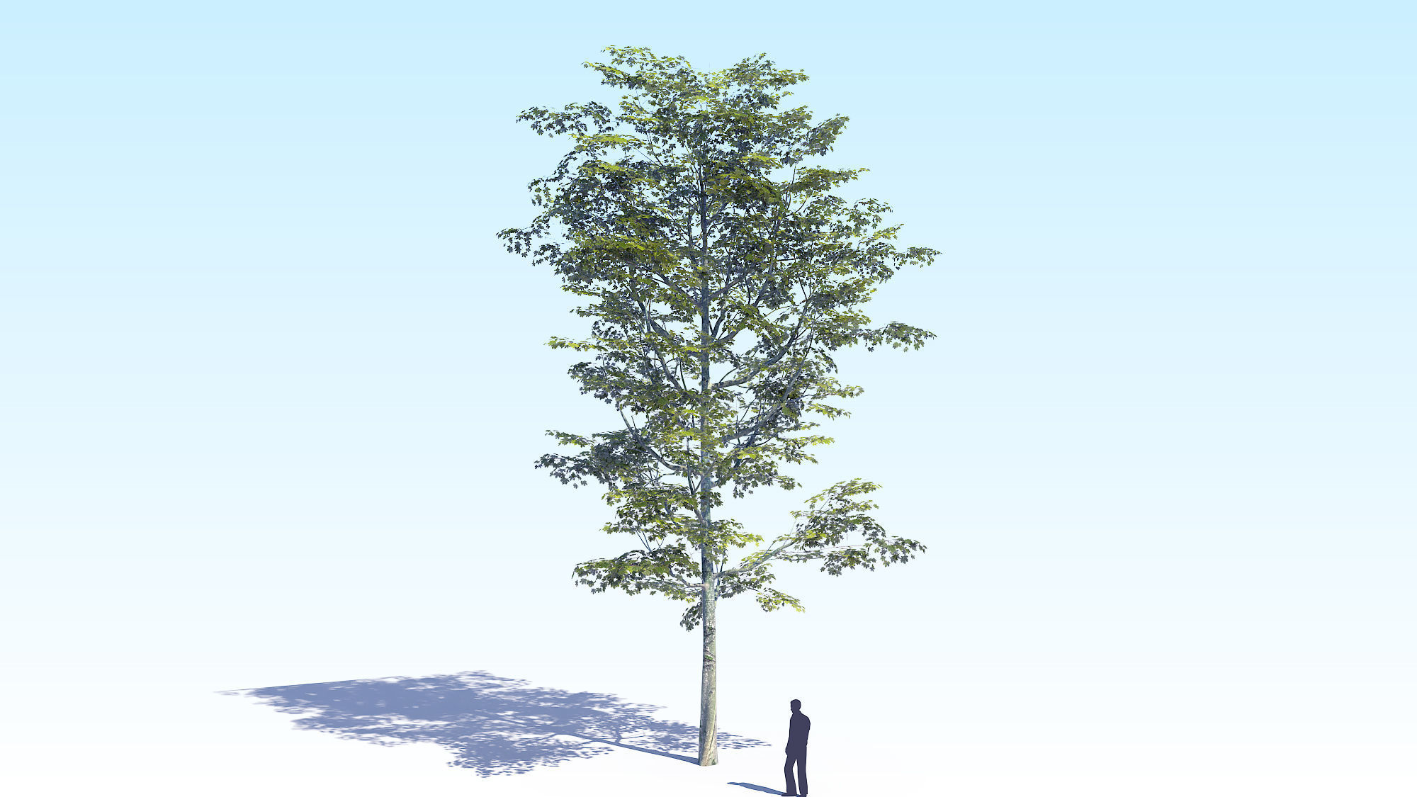 Maple Acer Tree 08 ArchViz 3D model_4