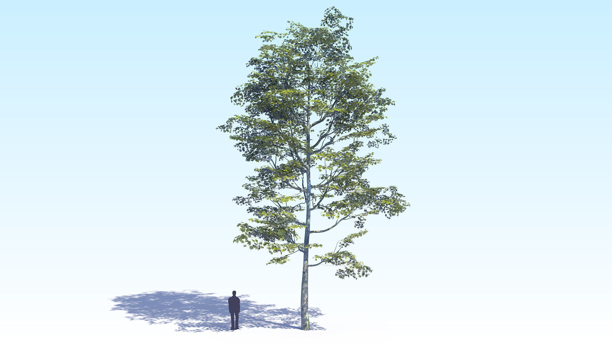 Maple Acer Tree 08 ArchViz 3D model_6