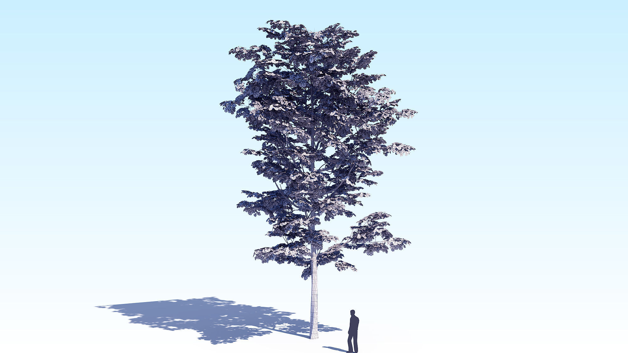 Maple Acer Tree 08 ArchViz 3D model_15
