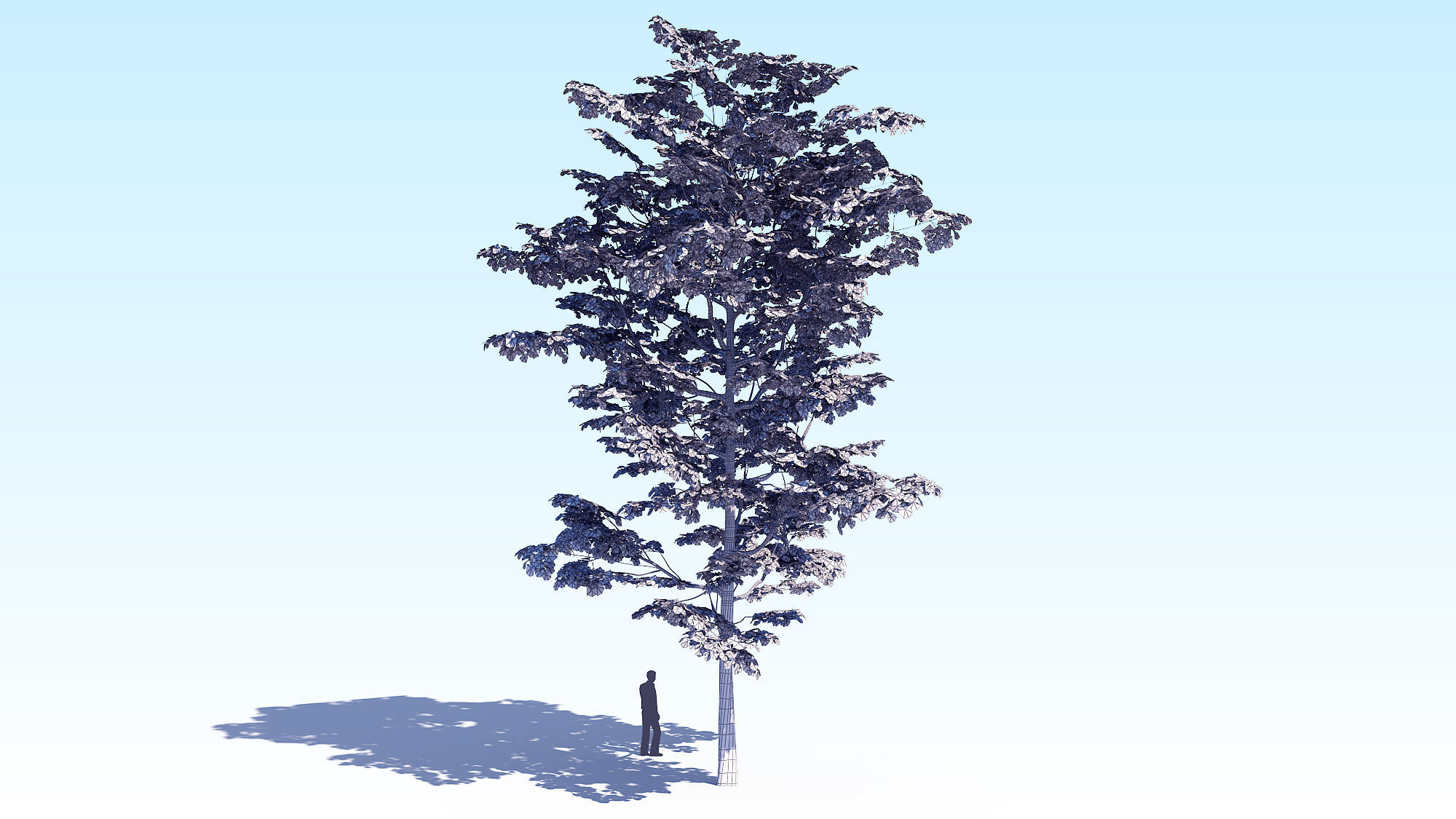 Maple Acer Tree 08 ArchViz 3D model_18