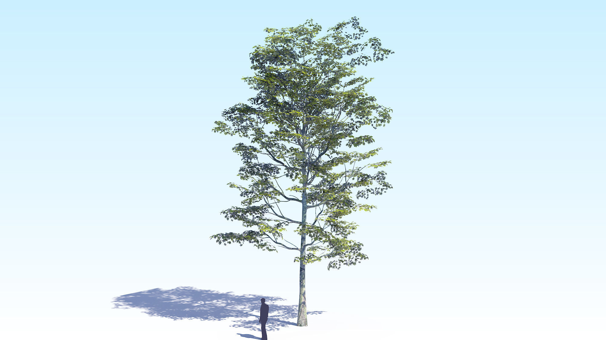 Maple Acer Tree 08 ArchViz 3D model_5