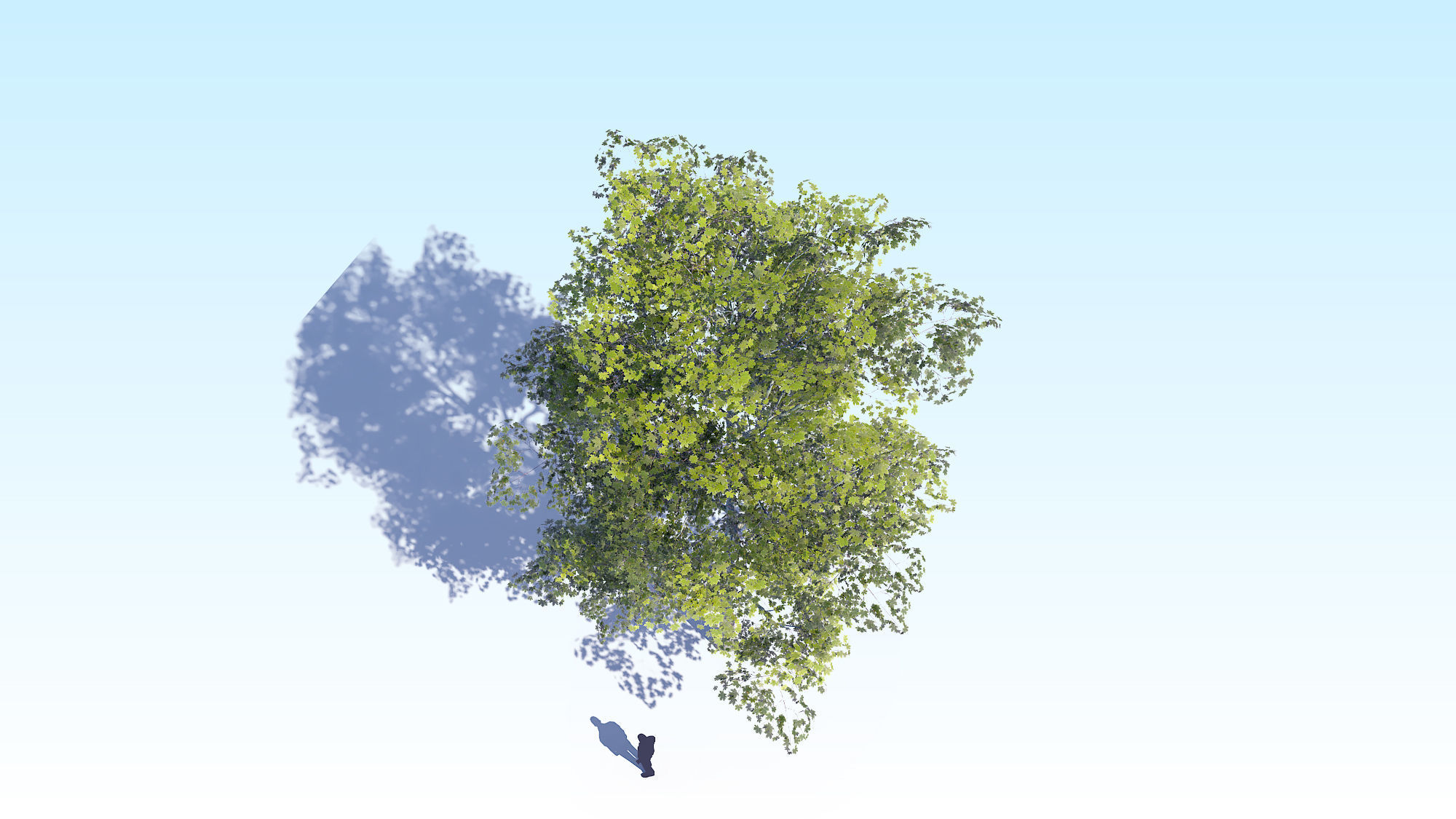 Maple Acer Tree 08 ArchViz 3D model_11
