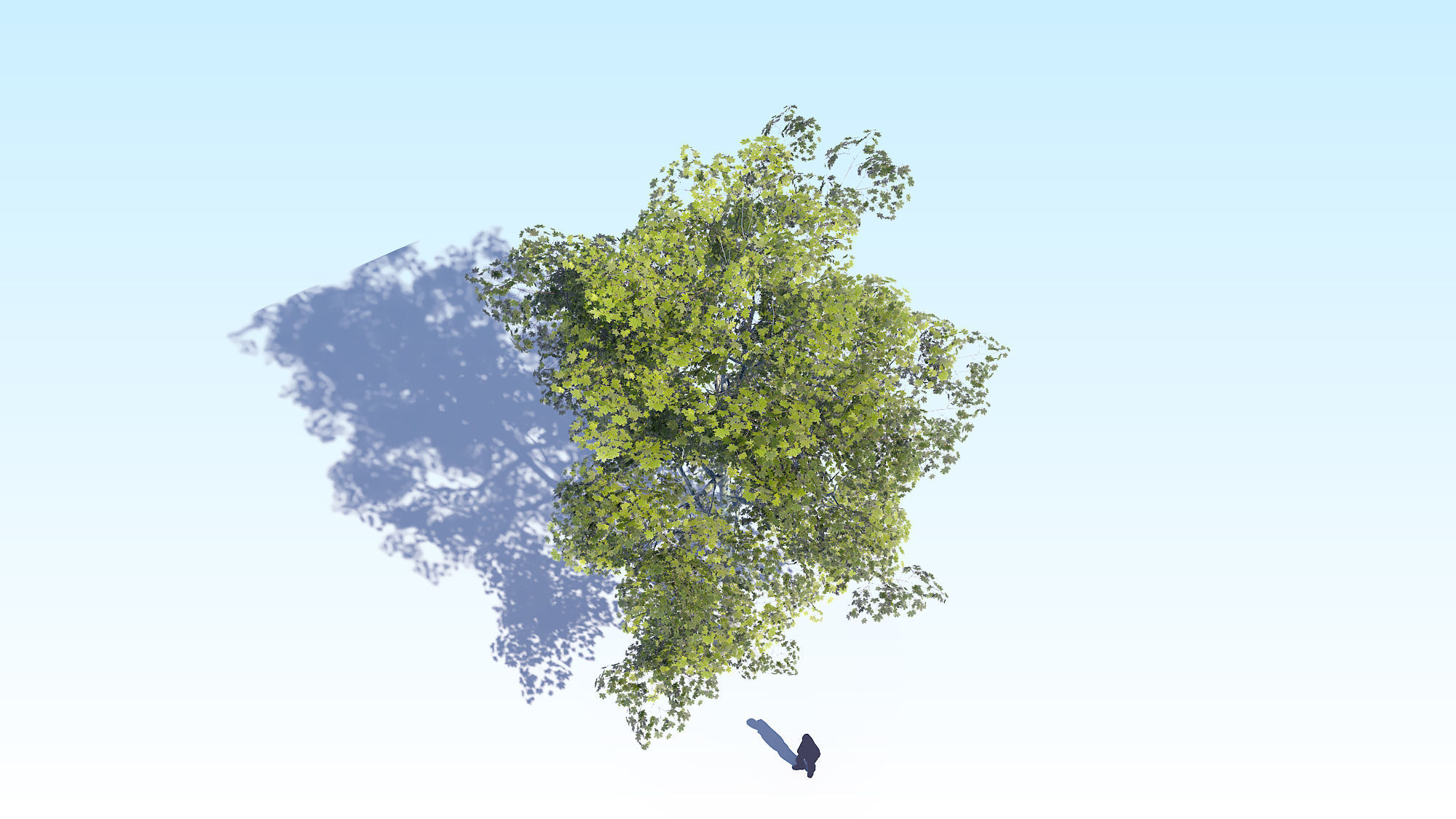Maple Acer Tree 08 ArchViz 3D model_10