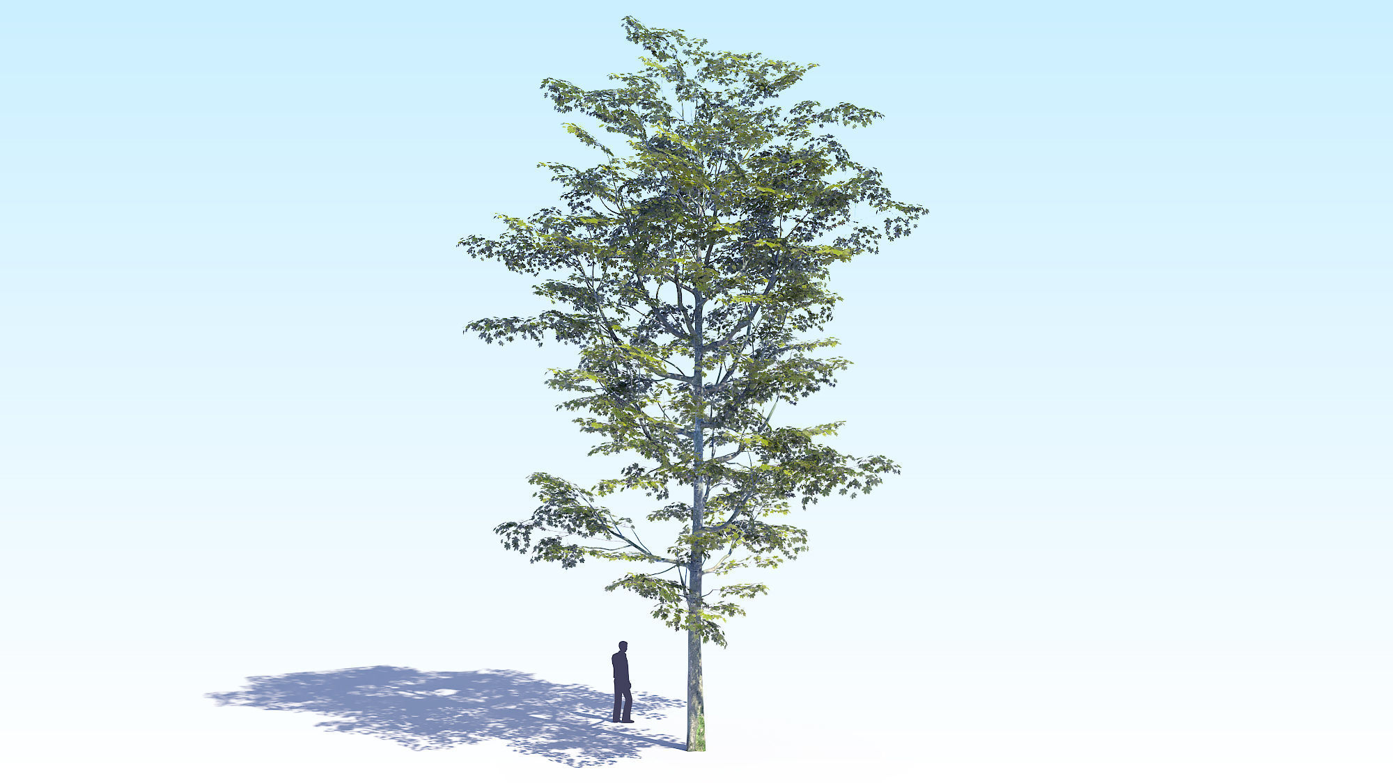 Maple Acer Tree 08 ArchViz 3D model_7