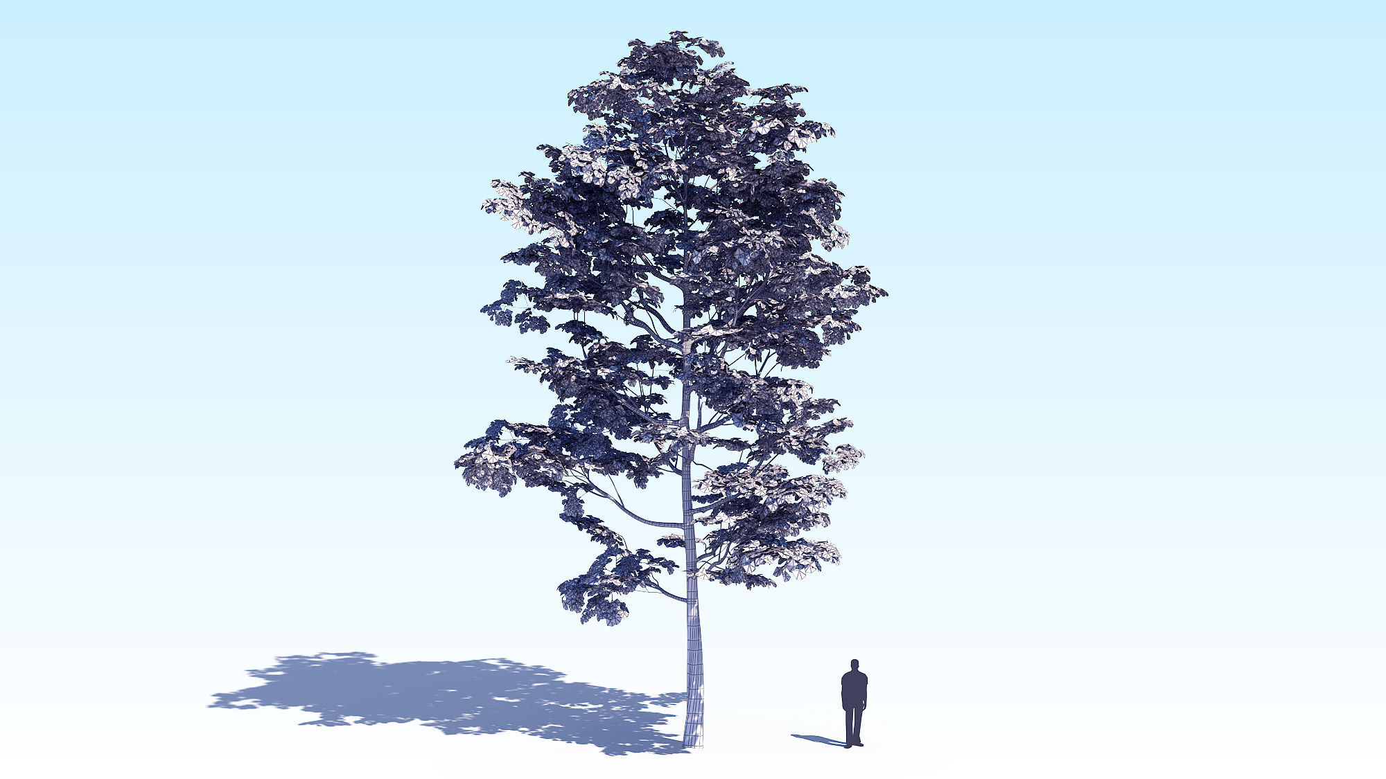 Maple Acer Tree 08 ArchViz 3D model_14