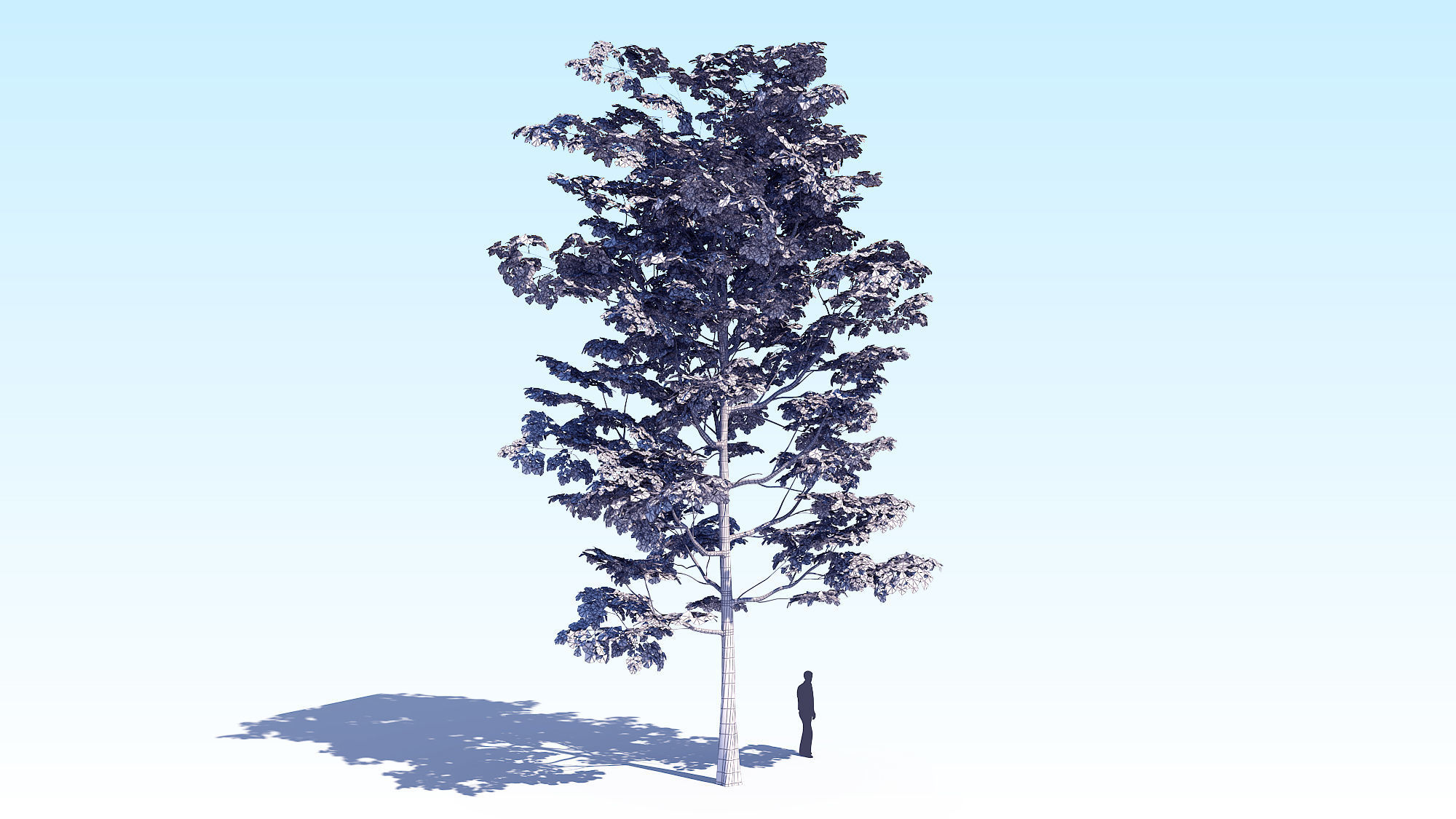 Maple Acer Tree 08 ArchViz 3D model_19