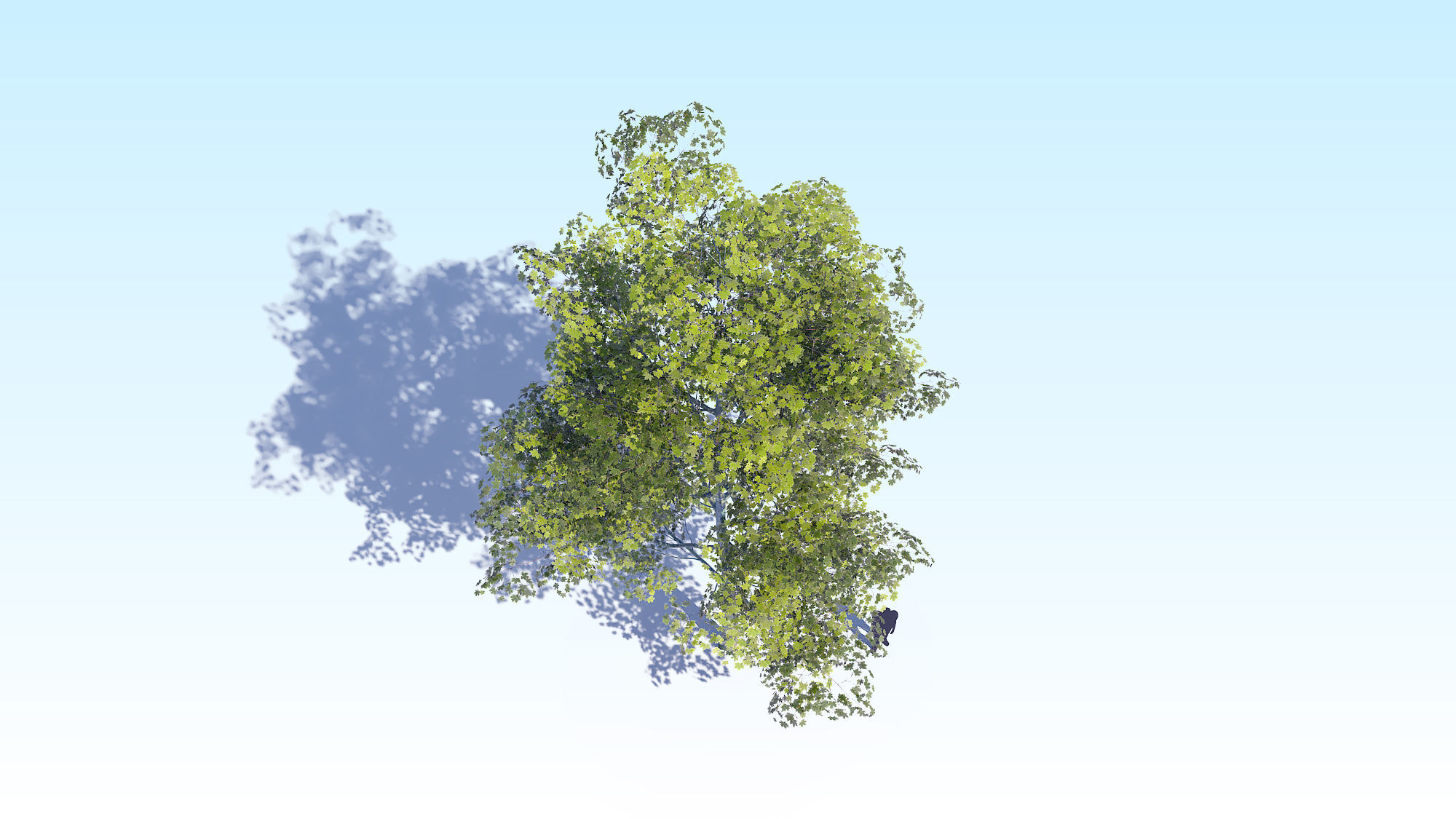 Maple Acer Tree 08 ArchViz 3D model_9