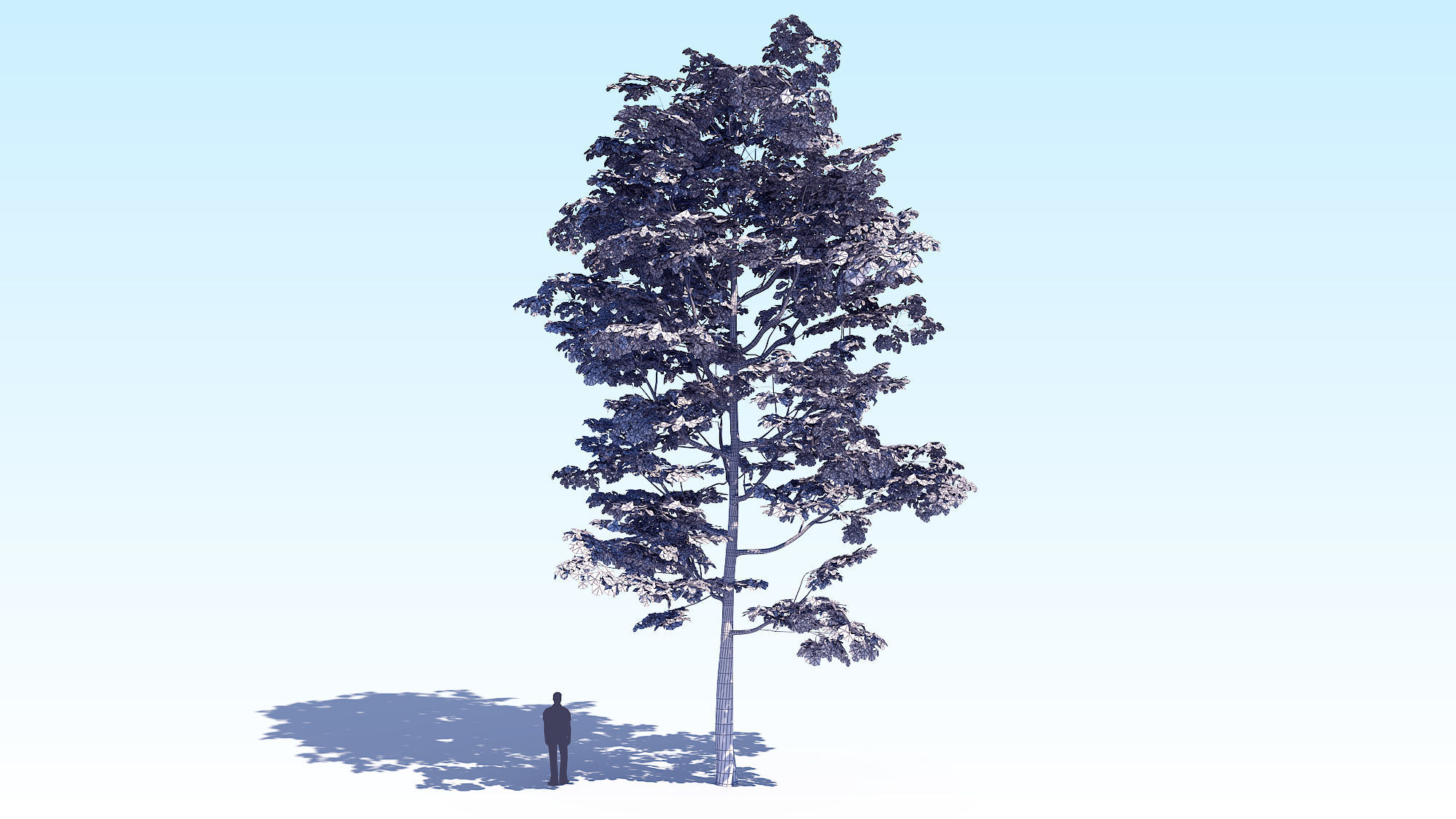 Maple Acer Tree 08 ArchViz 3D model_17