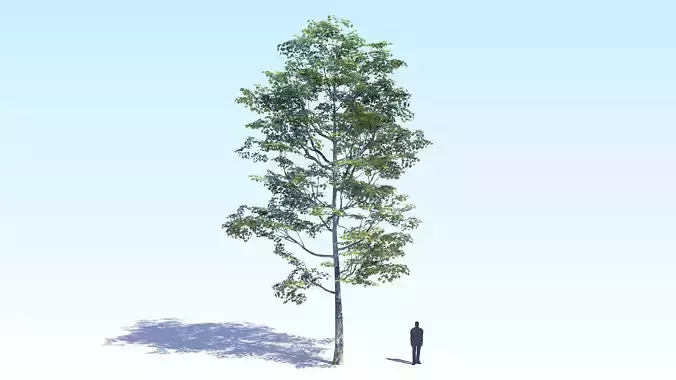 Maple Acer Tree 08 ArchViz 3D model