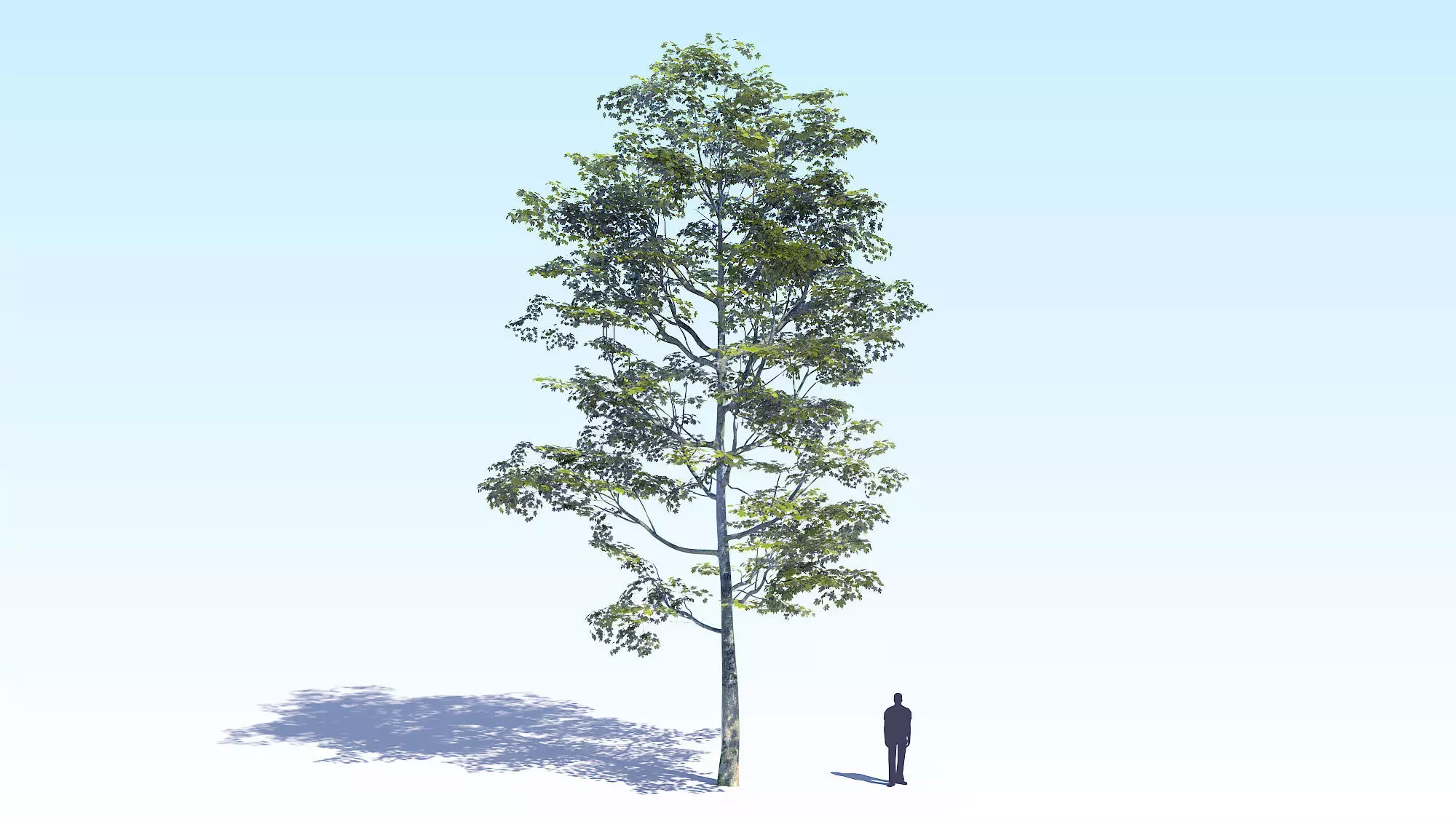 Maple Acer Tree 08 ArchViz 3D model_0