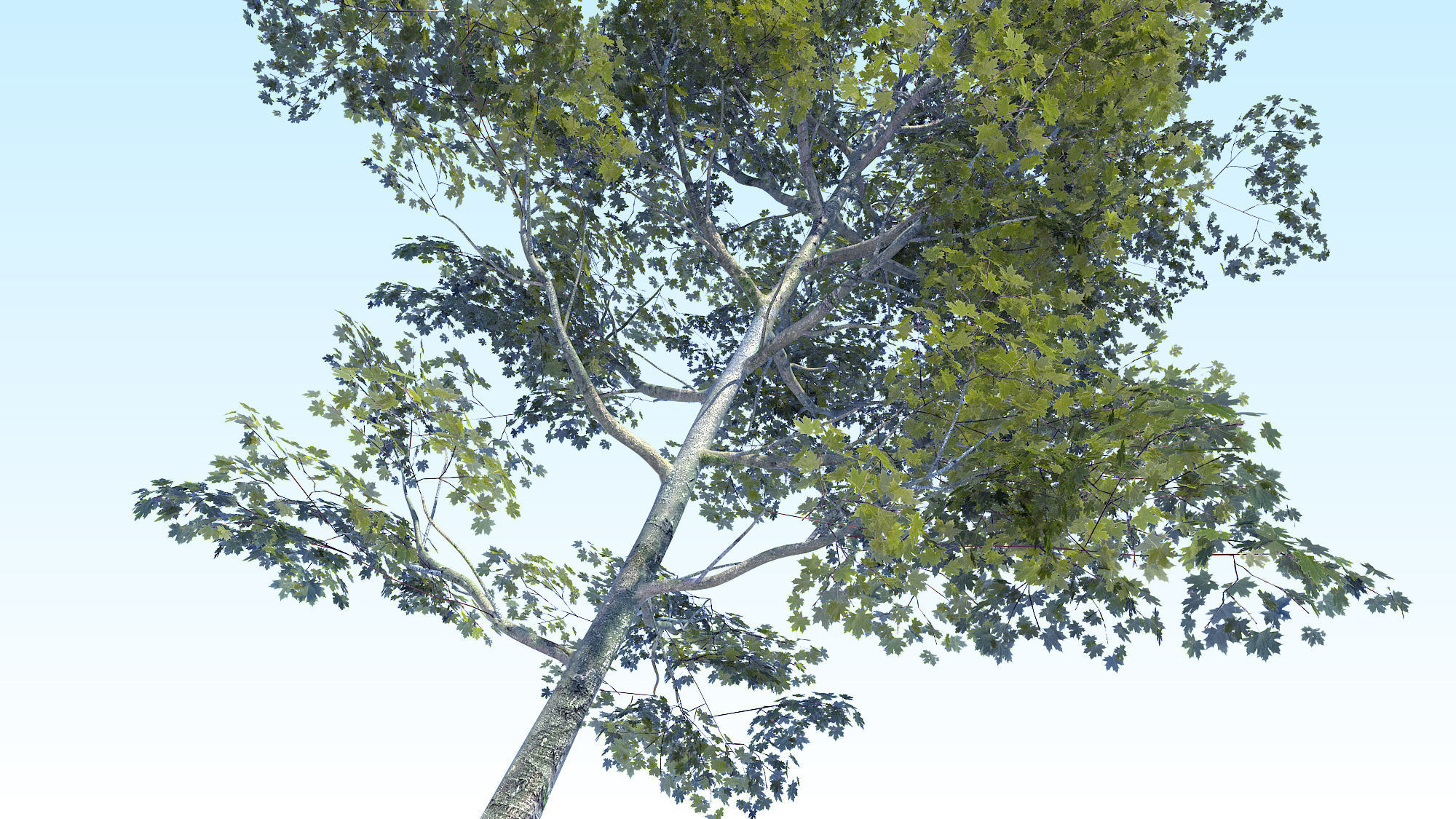 Maple Acer Tree 08 ArchViz 3D model_1