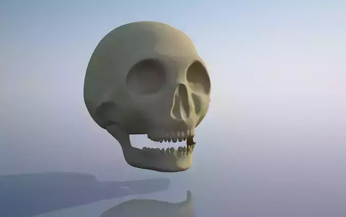 Skull