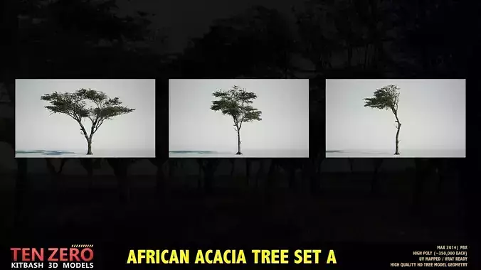 AFRICAN ACACIA TREE PACK A - 3 TREES