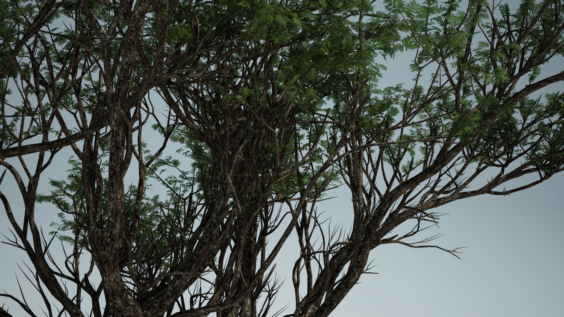 AFRICAN ACACIA TREE PACK B - 3 TREES 3D model_6