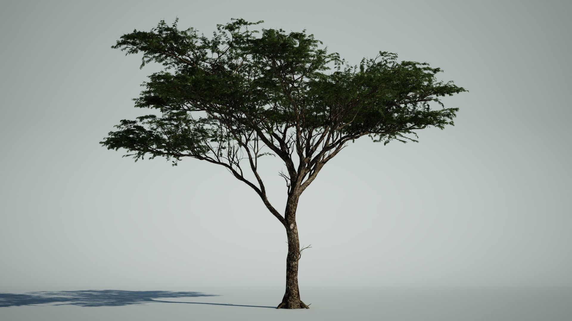 AFRICAN ACACIA TREE PACK B - 3 TREES 3D model_4