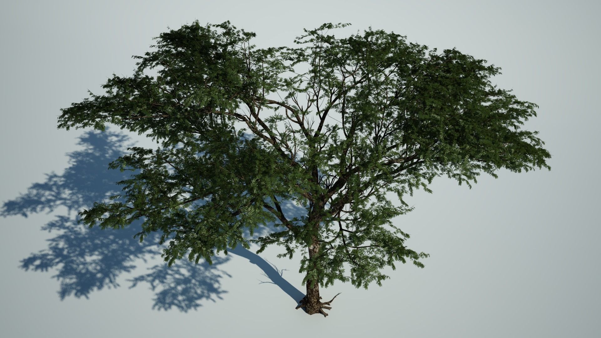 AFRICAN ACACIA TREE PACK B - 3 TREES 3D model_8