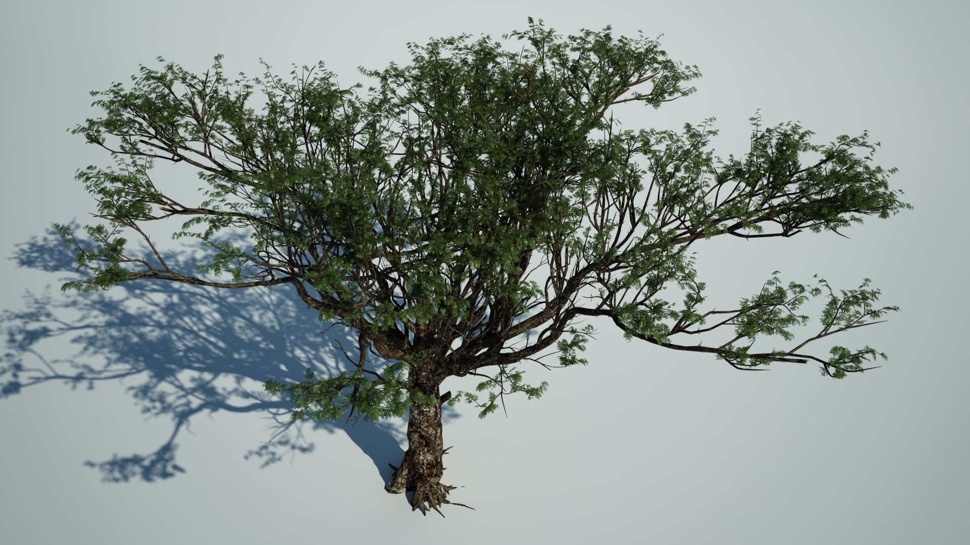 AFRICAN ACACIA TREE PACK B - 3 TREES 3D model_3