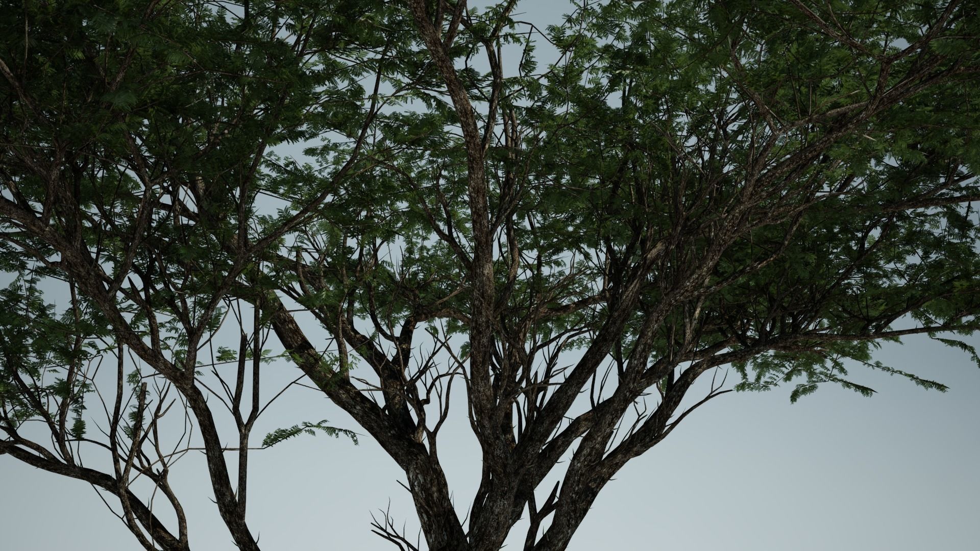 AFRICAN ACACIA TREE PACK B - 3 TREES 3D model_10