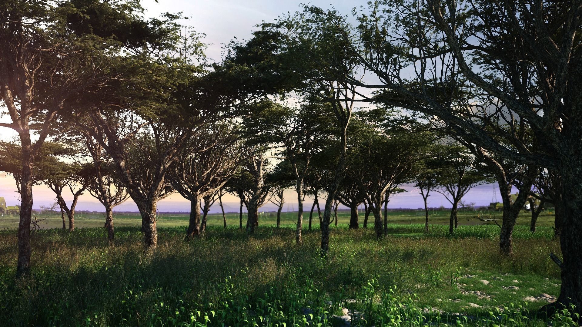 AFRICAN ACACIA TREE PACK B - 3 TREES 3D model_1