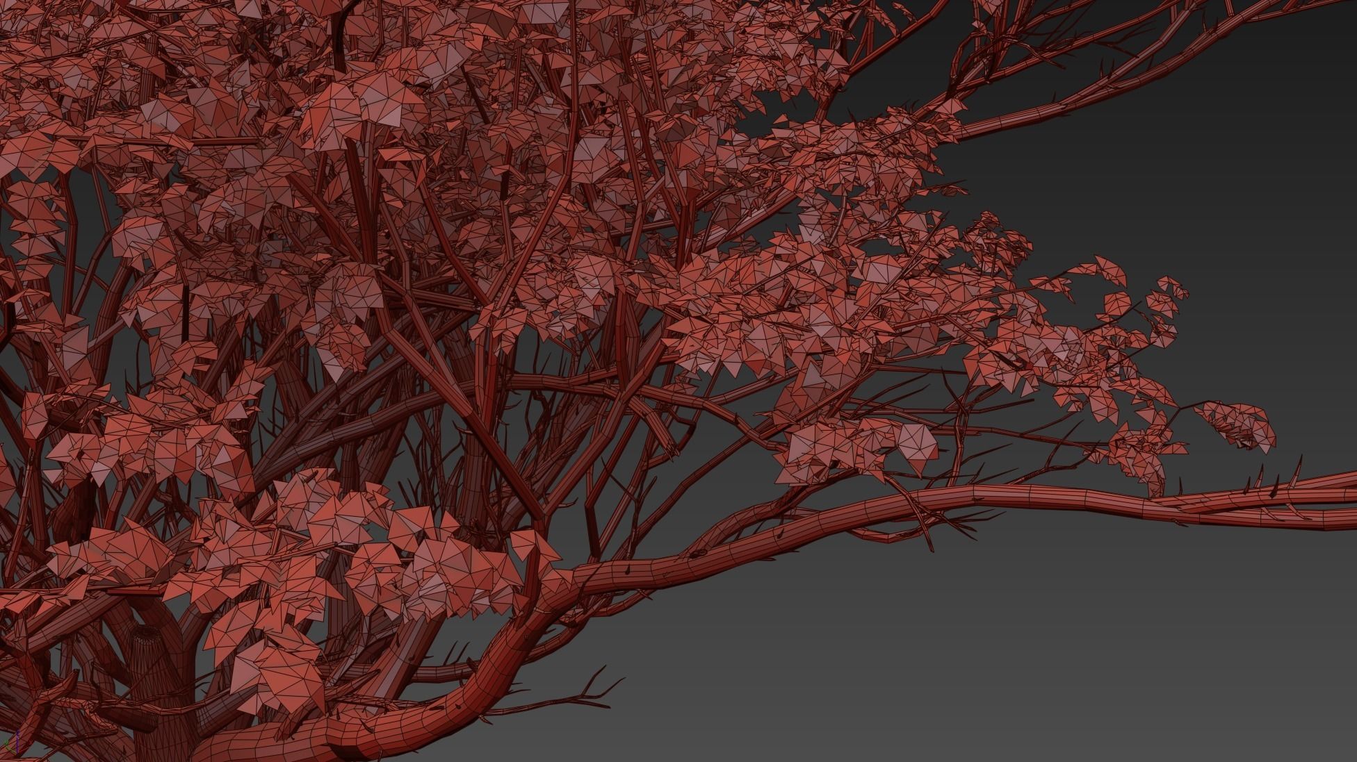 AFRICAN ACACIA TREE PACK B - 3 TREES 3D model_5