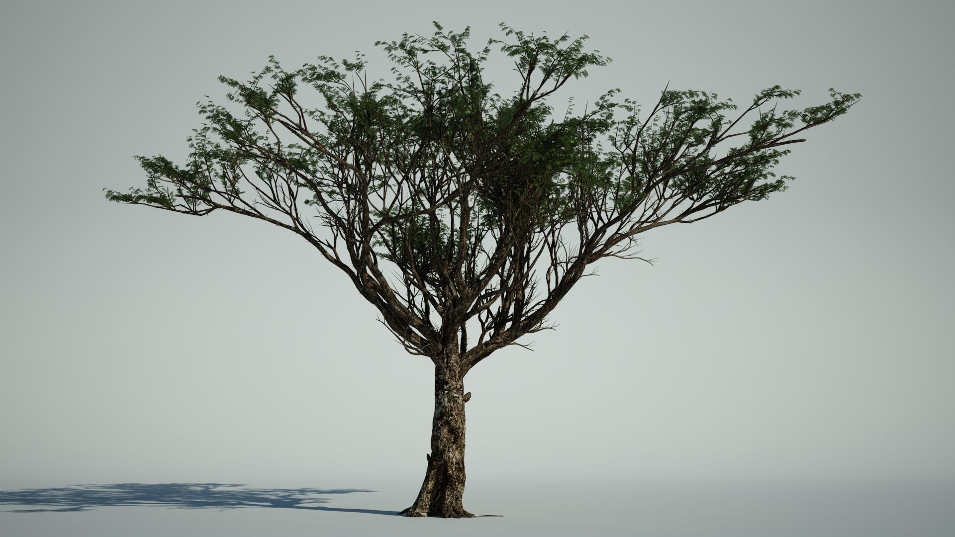 AFRICAN ACACIA TREE PACK B - 3 TREES 3D model_2