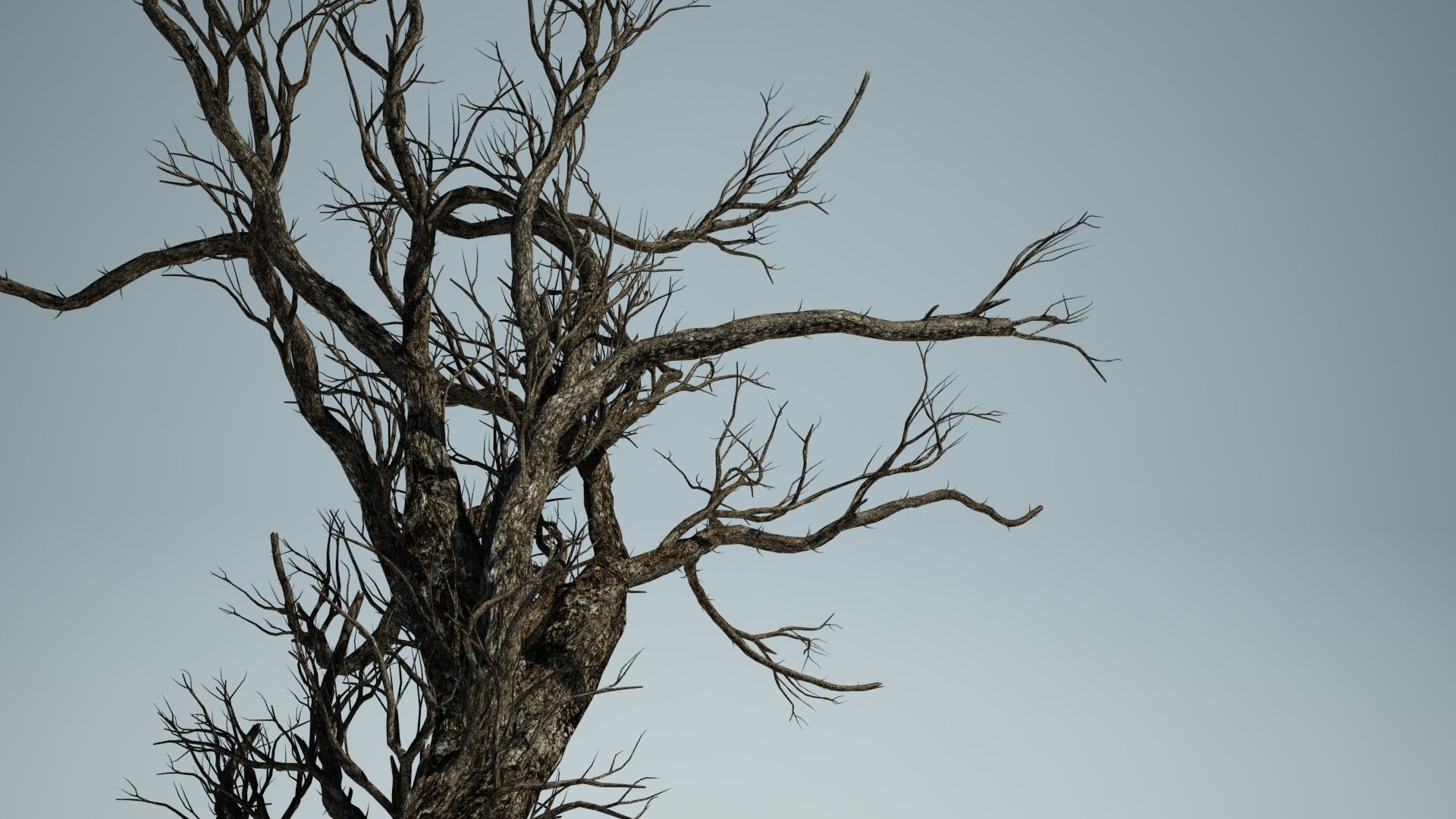 AFRICAN ACACIA TREE PACK B - 3 TREES 3D model_7