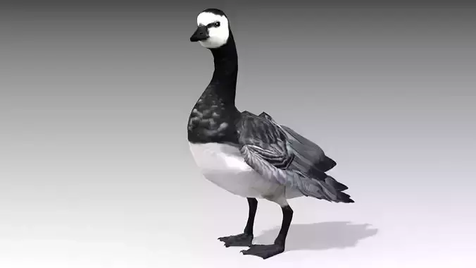 Barnacle Goose 3D model