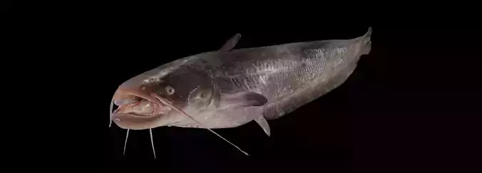 Fish Amur catfish Move 1 3D model