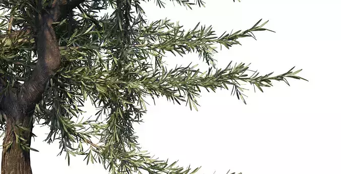 Rosemary ornamental plant bush 3d model