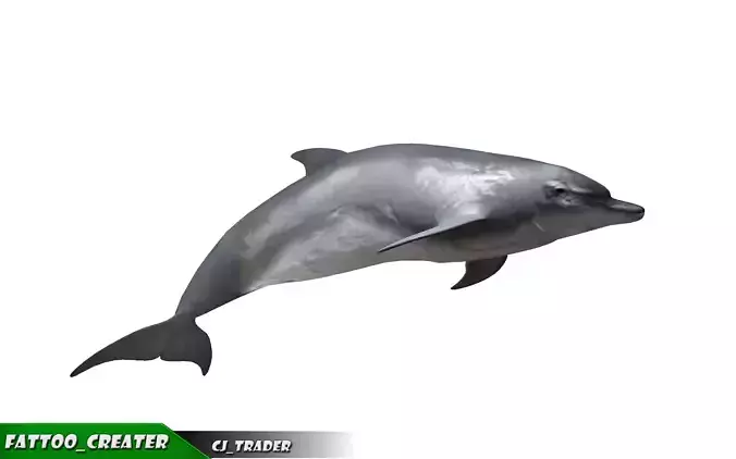 Low-Poly Bottlenose Dolphin Rigged Animated 3D model Low-poly 3D model