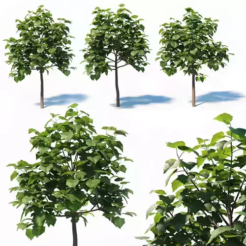 Paulownia Elongata 3D model