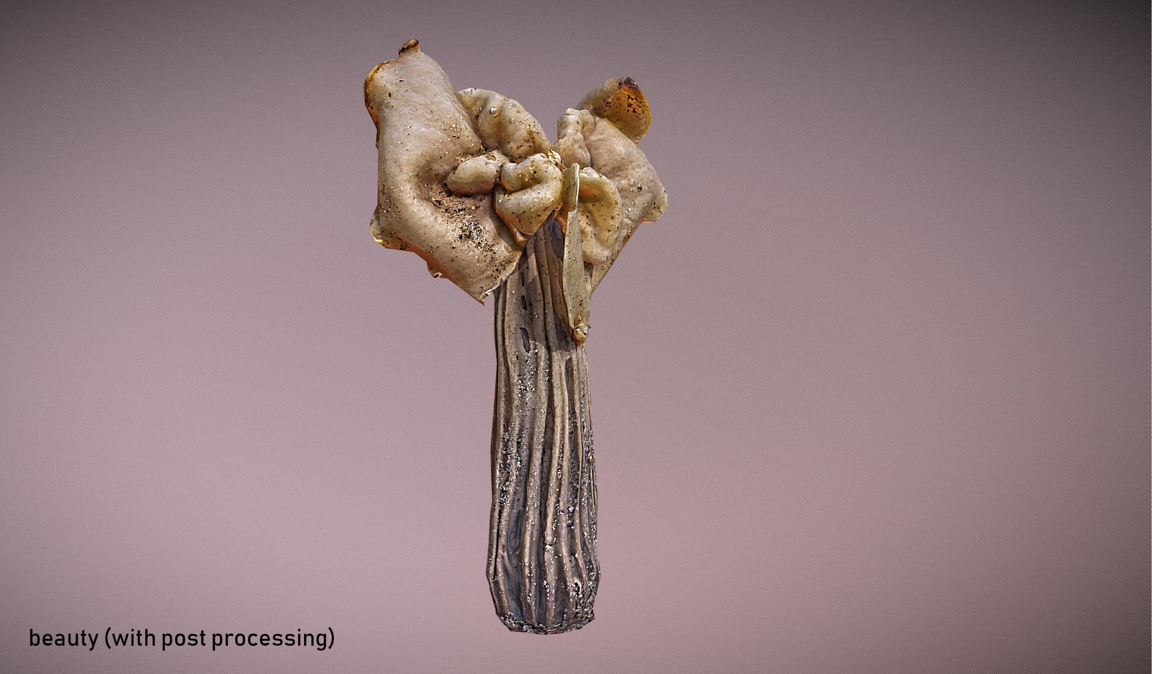 Helvella crispa - white saddle mushroom lowpoly 3D model Low-poly 3D model_3