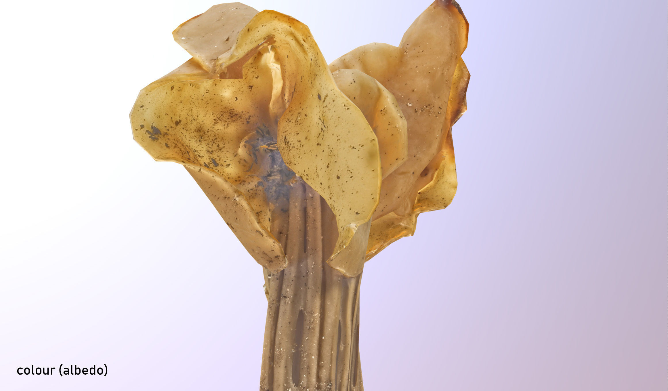 Helvella crispa - white saddle mushroom lowpoly 3D model Low-poly 3D model_15