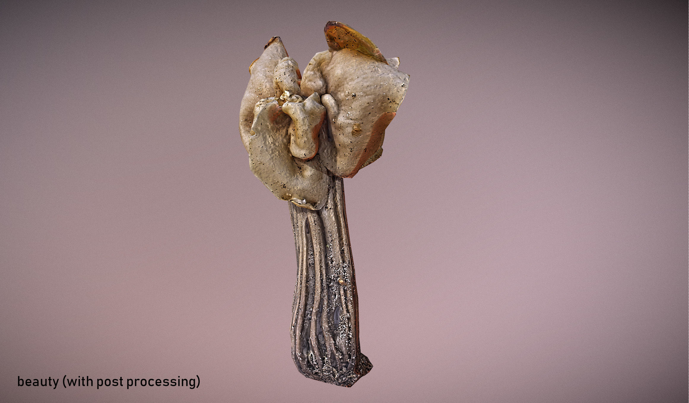 Helvella crispa - white saddle mushroom lowpoly 3D model Low-poly 3D model_9